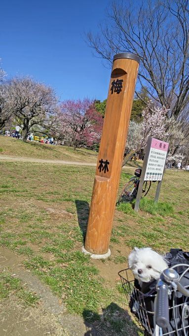 3.7小金井公園12.JPG