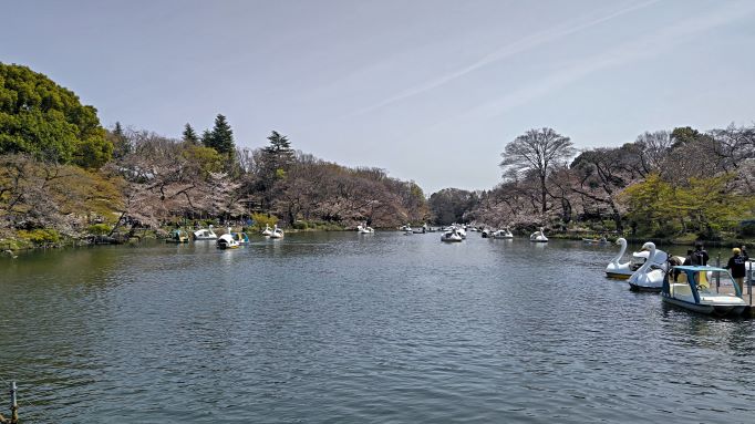 4.2井の頭公園桜3.JPG