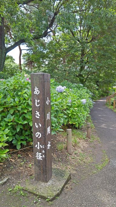 6.13小平紫陽花公園2.JPG