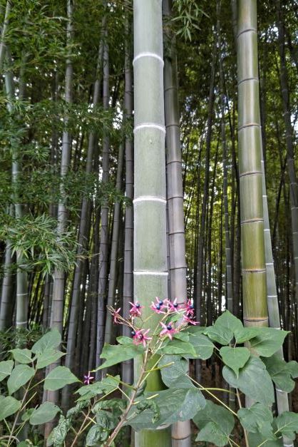 竹林と花.JPG